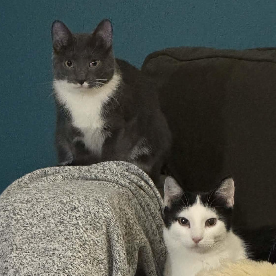 Boots and Mandy, ADOPTABLE, Kitten Female Domestic Short Hair.