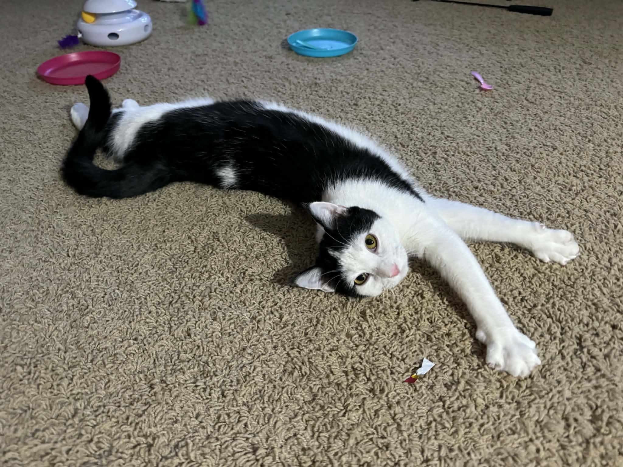 Enlarge Boots and Mandy, a ADOPTABLE Domestic Short Hair in Milwaukee, WI image 5/5