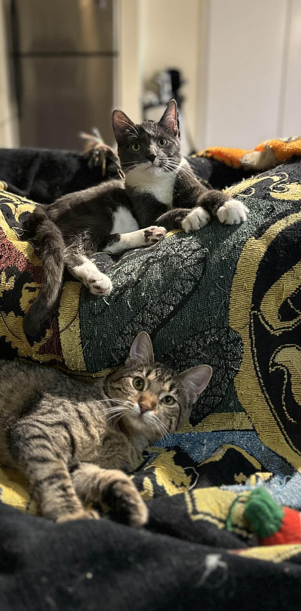 Enlarge Boots, Spike and Mandy, a ADOPTABLE Domestic Short Hair in Milwaukee, WI image 3/5