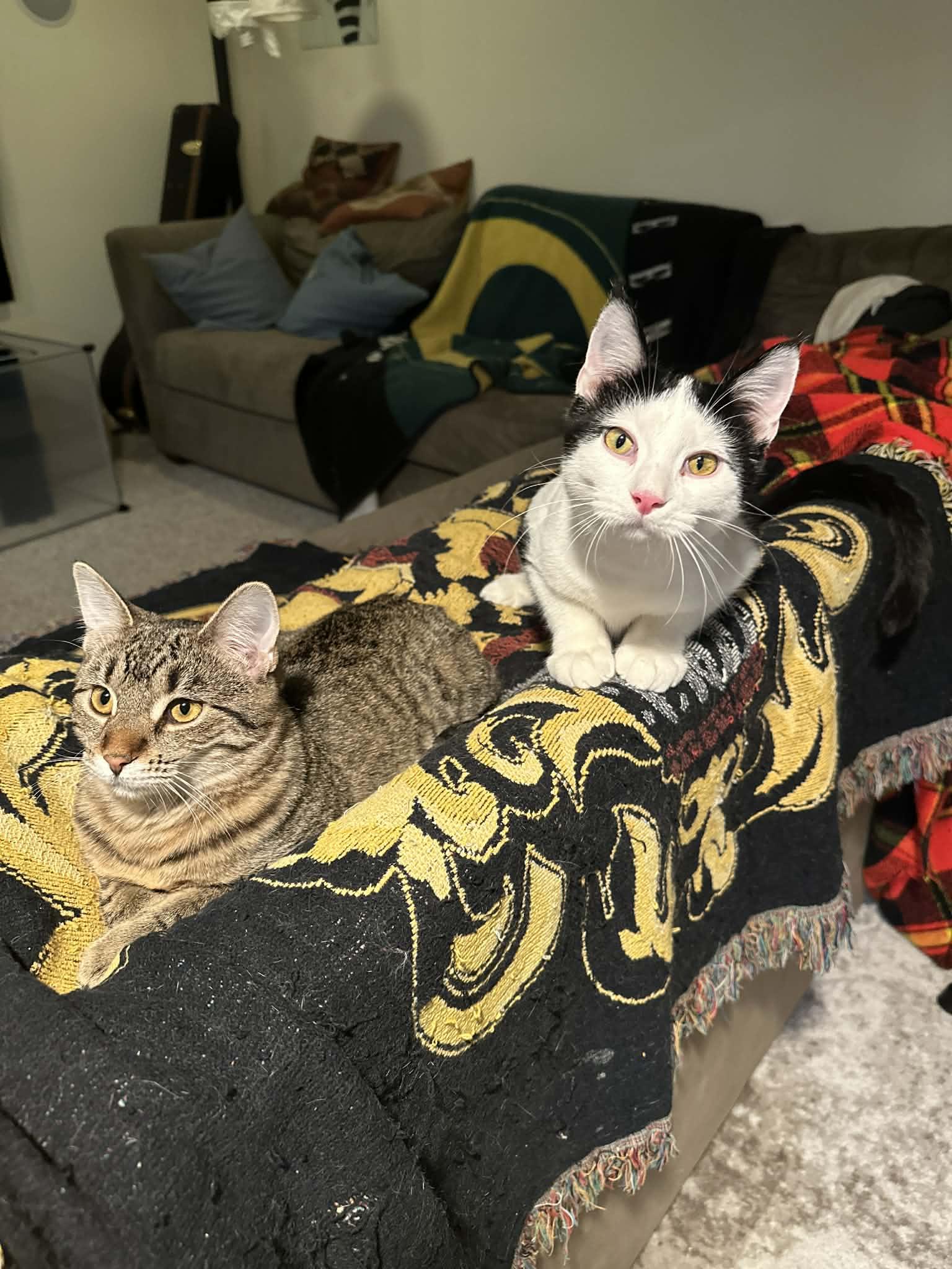 Boots, Spike and Mandy, ADOPTABLE, Kitten Female Domestic Short Hair.