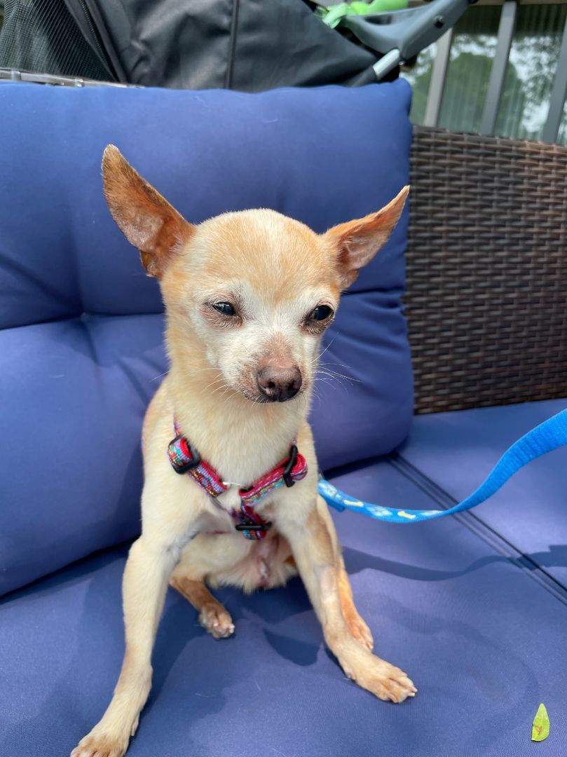 Enlarge Chico, a Adopted Chihuahua in Dayton, OH image 1/2