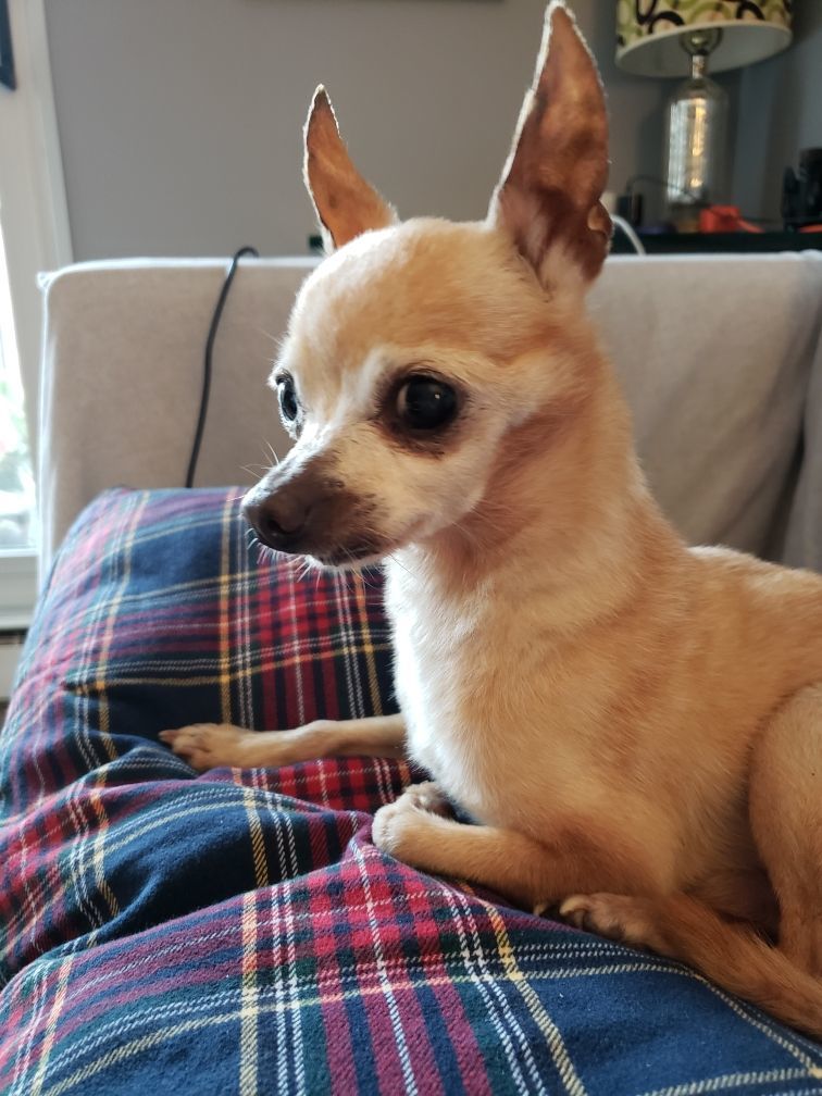Enlarge Chico, a Adopted Chihuahua in Dayton, OH image 2/2
