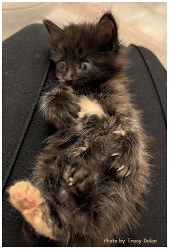 Bailey, Adoptable, Kitten Female Tortoiseshell & Domestic Medium Hair.