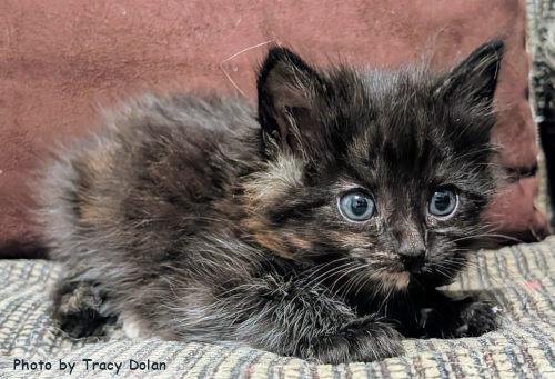 Enlarge Bailey, a Adoptable mixed breed in Oak Ridge, TN image 3/3