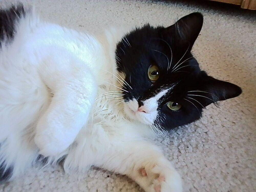 Katya, Adoptable, Kitten Female Domestic Medium Hair & Ragamuffin.