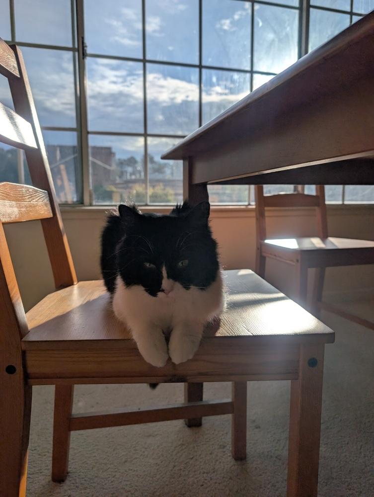 Katya, a Adoptable mixed breed in Pacifica, CA image 2/2