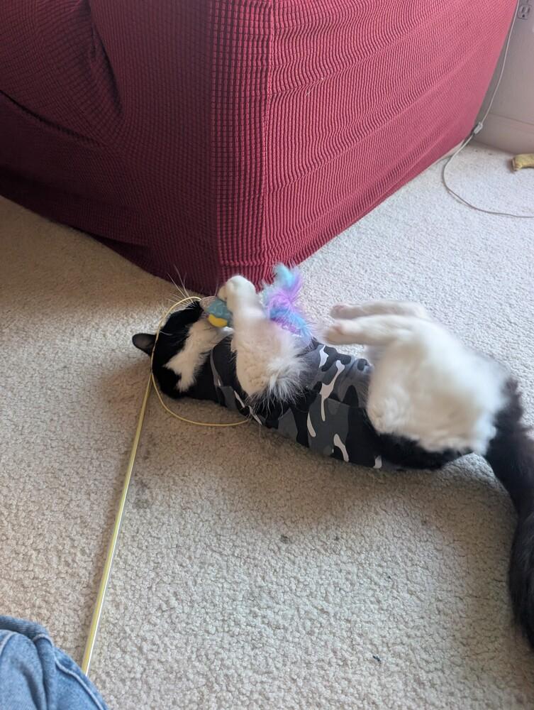 Katya, a Adoptable mixed breed in Pacifica, CA image 3/6