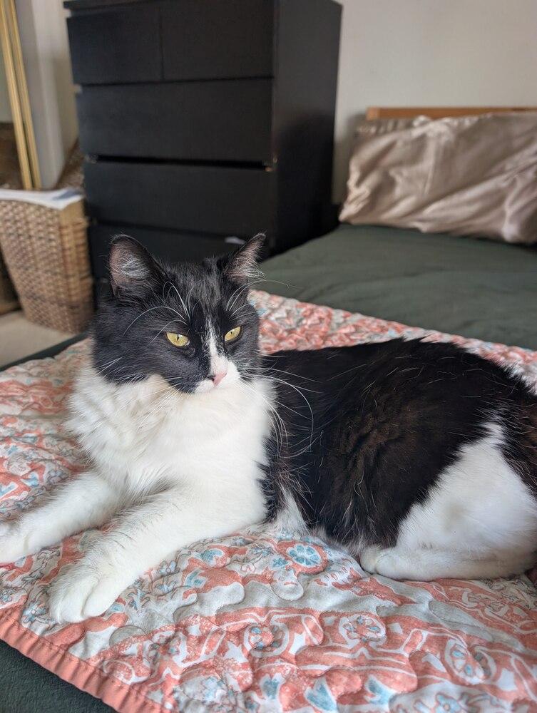 Katya, a Adoptable mixed breed in Pacifica, CA image 4/6