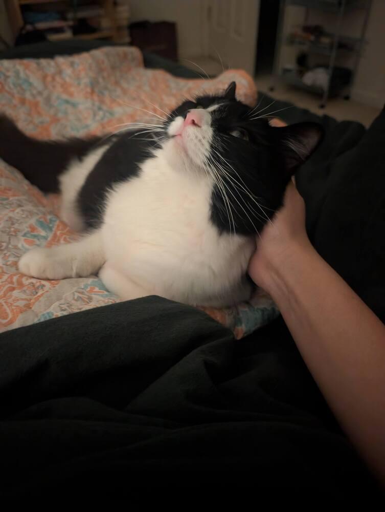 Katya, a Adoptable mixed breed in Pacifica, CA image 5/6