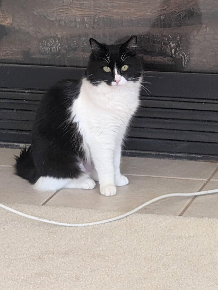 Katya, a Adoptable mixed breed in Pacifica, CA image 6/6