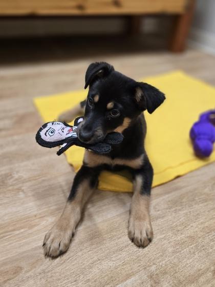 Enlarge Zim, a ADOPTABLE Mixed Breed in Woodstock, IL image 3/3