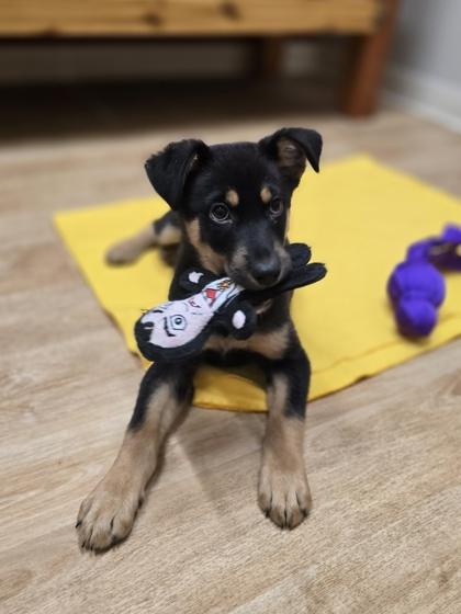 Enlarge Zim, a ADOPTABLE Mixed Breed in Woodstock, IL image 2/3