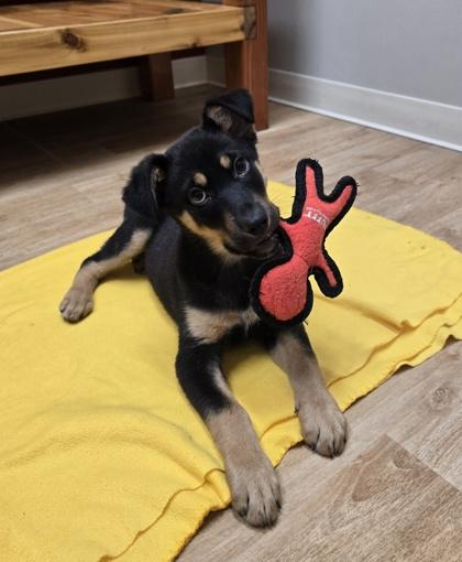 Zim, ADOPTABLE, Puppy Male Mixed Breed.