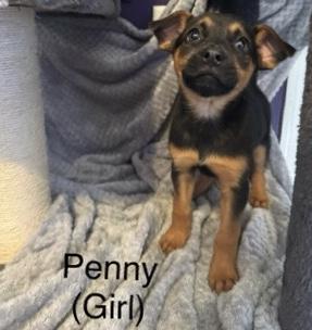 Penny, adopted, Puppy Female Labrador Retriever & Shepherd.
