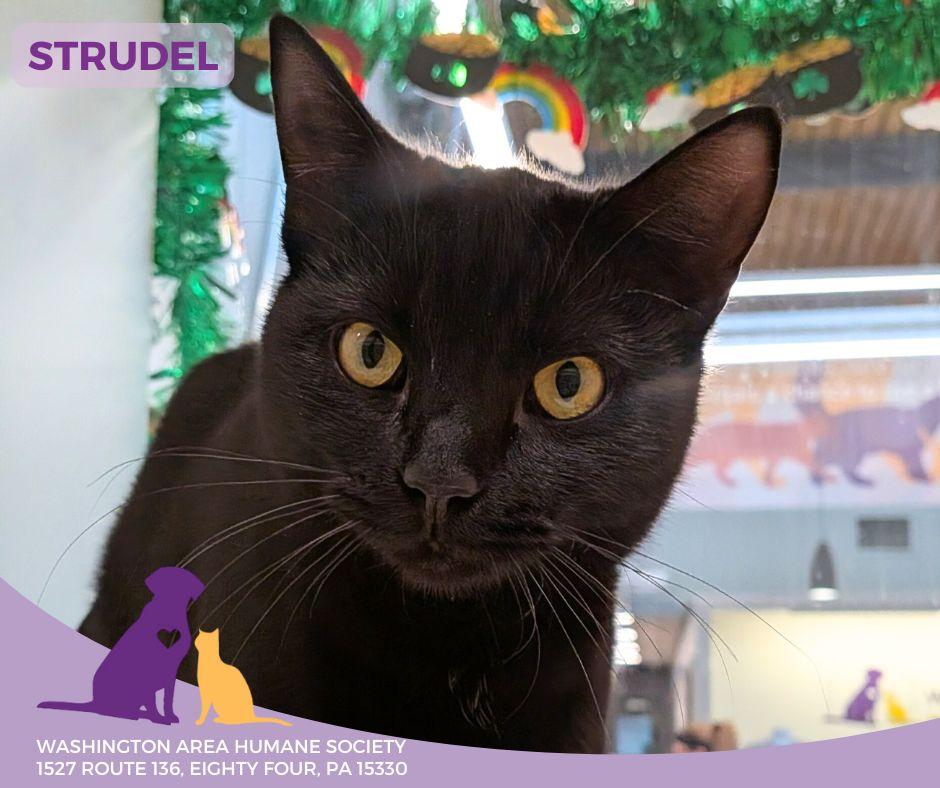 Strudel, adopted, Kitten Male Domestic Short Hair.