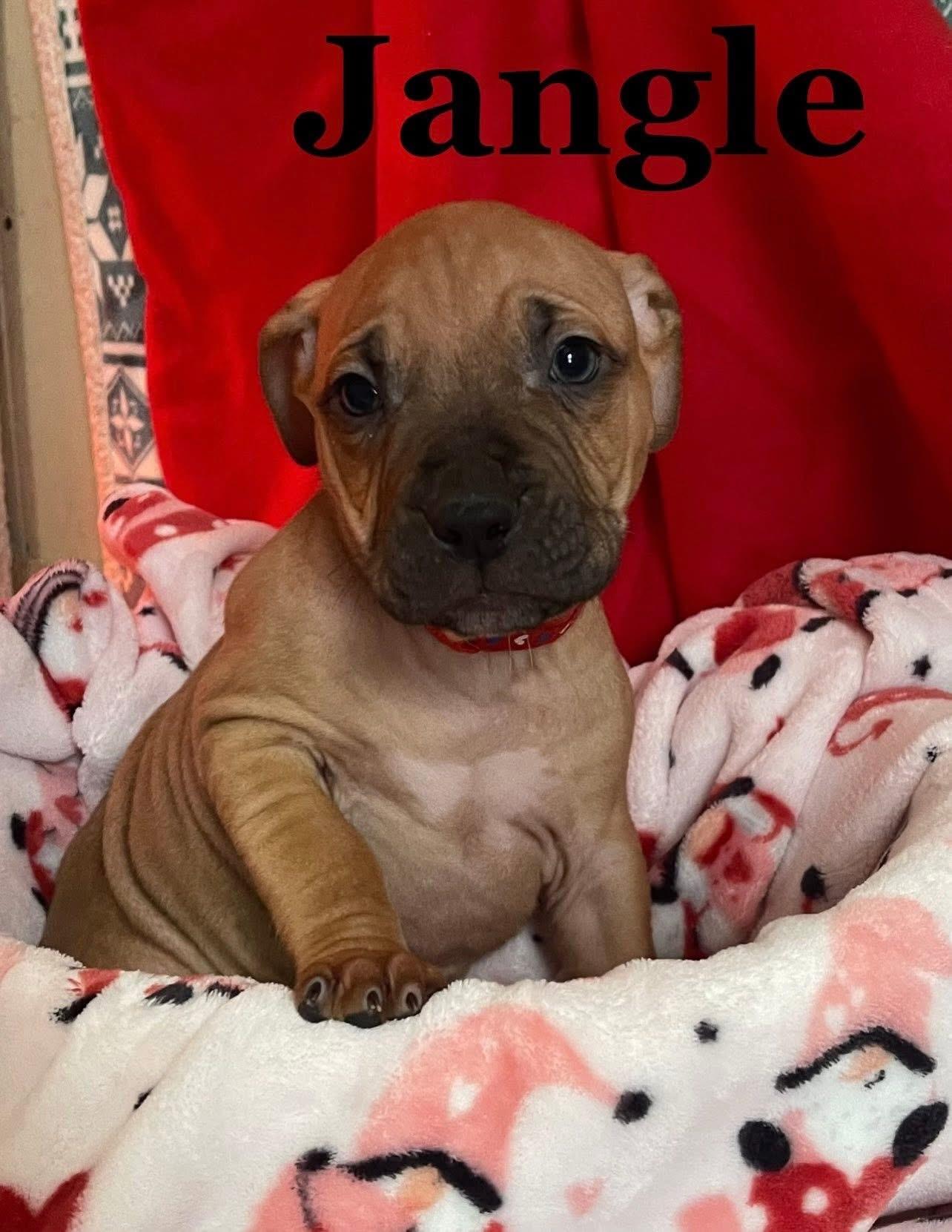 Enlarge Jangle, a Adoptable Mixed Breed in Iron River, MI image 1/1