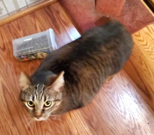 Enlarge JJ    , a ADOPTABLE Manx in Ypsilanti, MI image 6/6