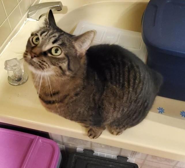 Enlarge JJ    , a ADOPTABLE Manx in Ypsilanti, MI image 5/6