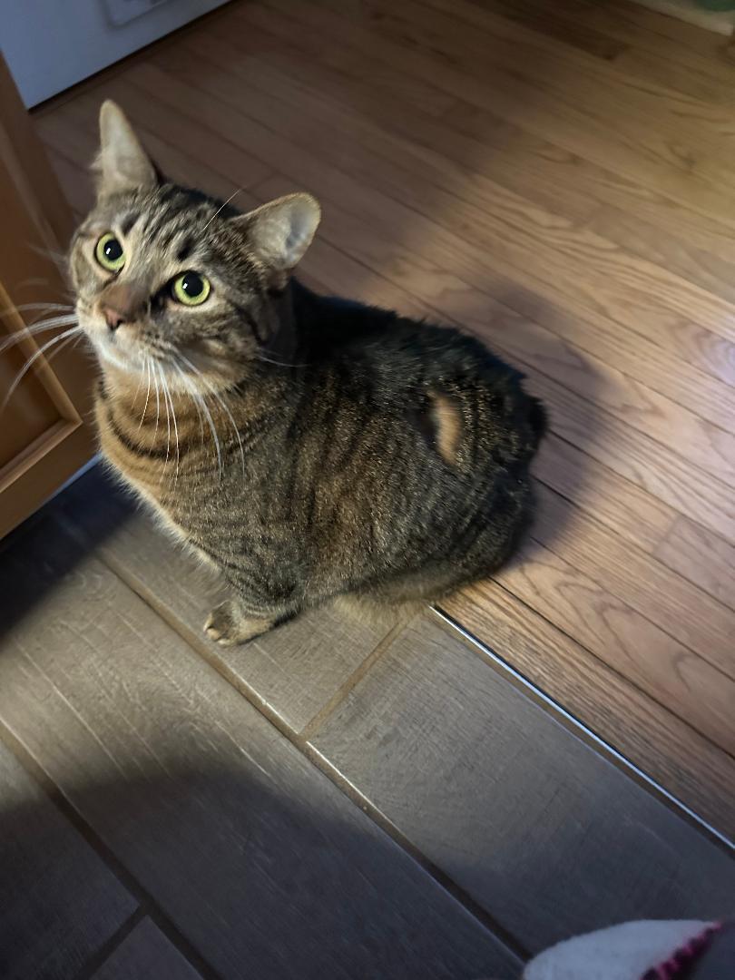 Alexis    (Bonded to Veda), ADOPTABLE, Adult Female Manx.