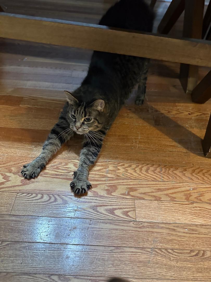 Enlarge Alexis    (Bonded to Veda), a ADOPTABLE Manx in Ypsilanti, MI image 2/3