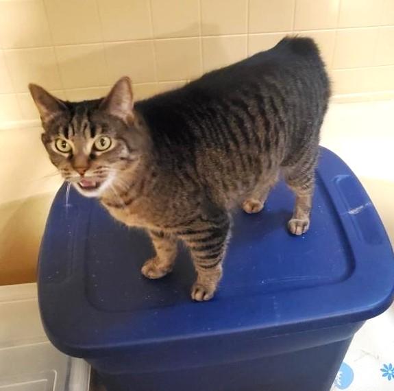 Enlarge JJ    , a ADOPTABLE Manx in Ypsilanti, MI image 4/6