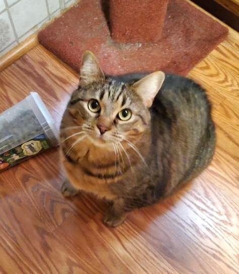 JJ    , ADOPTABLE, Adult Female Manx.