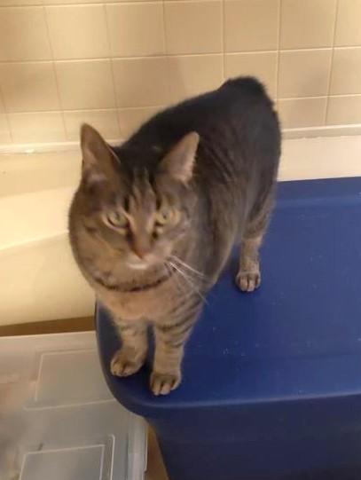 Enlarge JJ    , a ADOPTABLE Manx in Ypsilanti, MI image 2/6