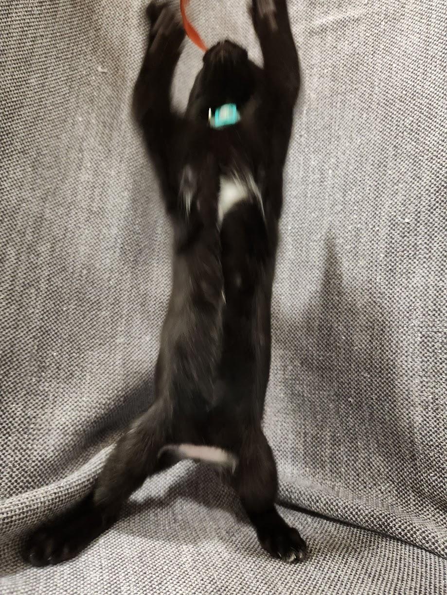 Enlarge Shadow, a Adoptable mixed breed in Sacramento, CA image 6/6