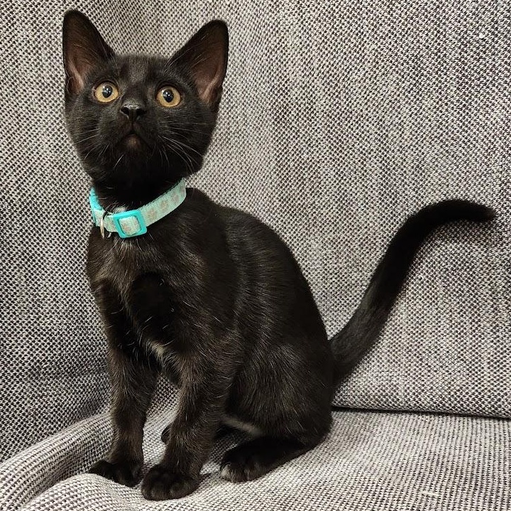 Shadow, Adoptable, Kitten Male Domestic Short Hair.
