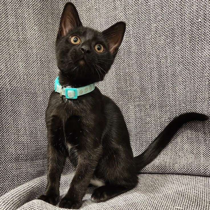 Enlarge Shadow, a Adoptable mixed breed in Sacramento, CA image 2/6