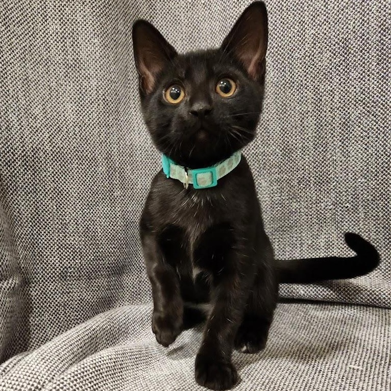 Enlarge Shadow, a Adoptable mixed breed in Sacramento, CA image 3/6