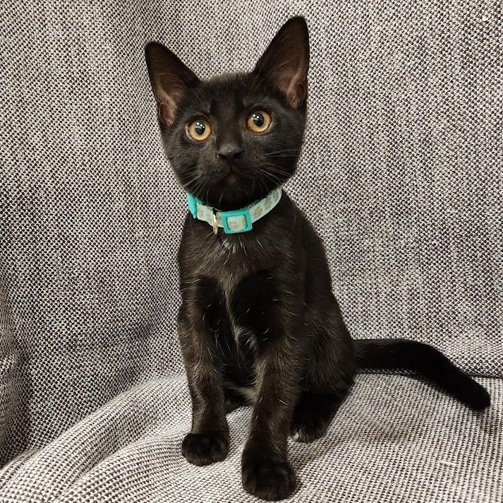 Enlarge Shadow, a Adoptable mixed breed in Sacramento, CA image 4/6