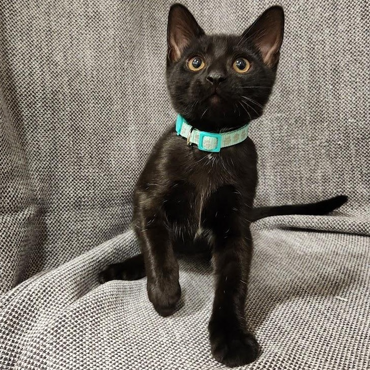Enlarge Shadow, a Adoptable mixed breed in Sacramento, CA image 5/6