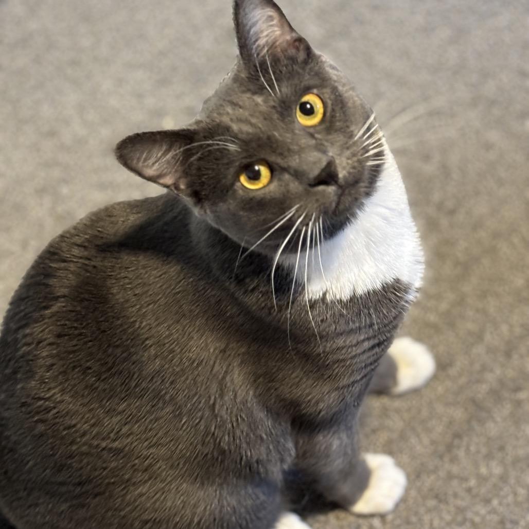 Enlarge Loki, a Adoptable mixed breed in Bountiful, UT image 1/4