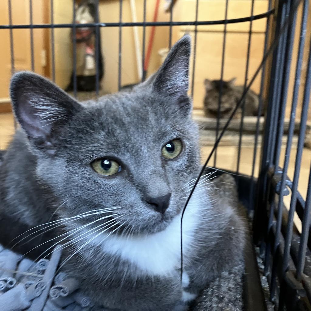 Loki, Adoptable, Adult Male Domestic Short Hair & Russian Blue.