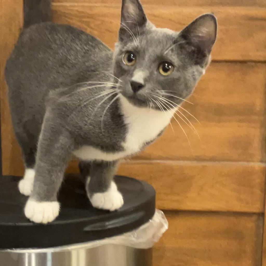 Enlarge Loki, a Adoptable mixed breed in Bountiful, UT image 3/4