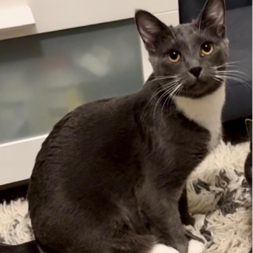 Enlarge Loki, a Adoptable mixed breed in Bountiful, UT image 4/4