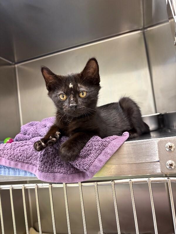 Lunar, Adoptable, Young Male Domestic Short Hair.
