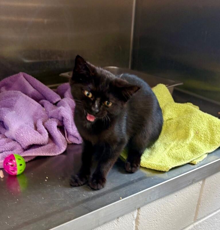 Lunar, a Adoptable Domestic Short Hair in Providence Forge, VA image 2/4