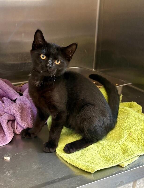 Lunar, a Adoptable Domestic Short Hair in Providence Forge, VA image 3/4