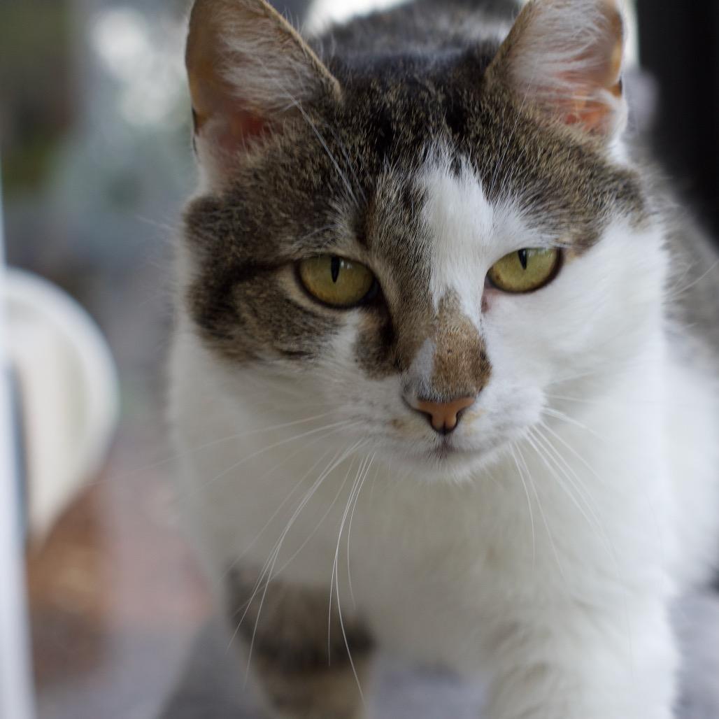 Mulan, Adoptable, Adult Female Domestic Short Hair.