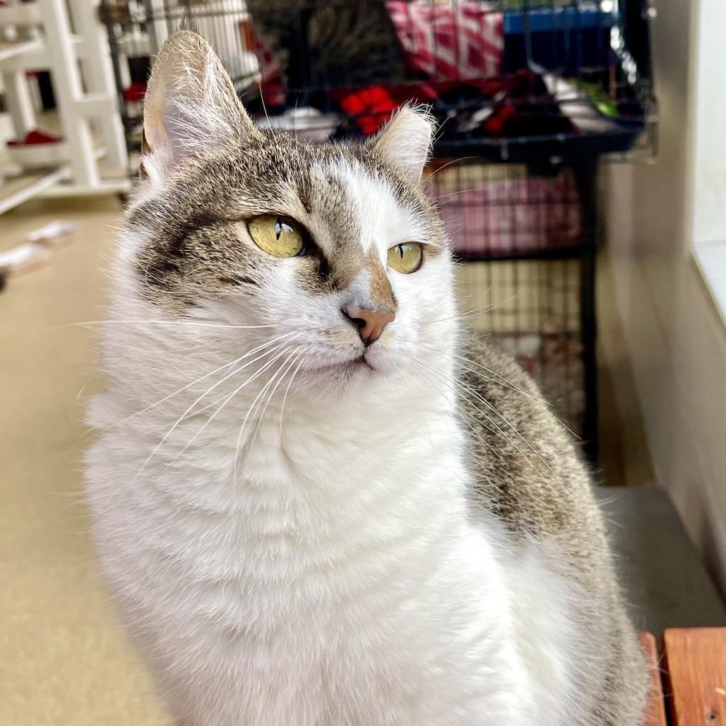 Enlarge Mulan, a Adoptable Domestic Short Hair in Deerfield, IL image 2/6