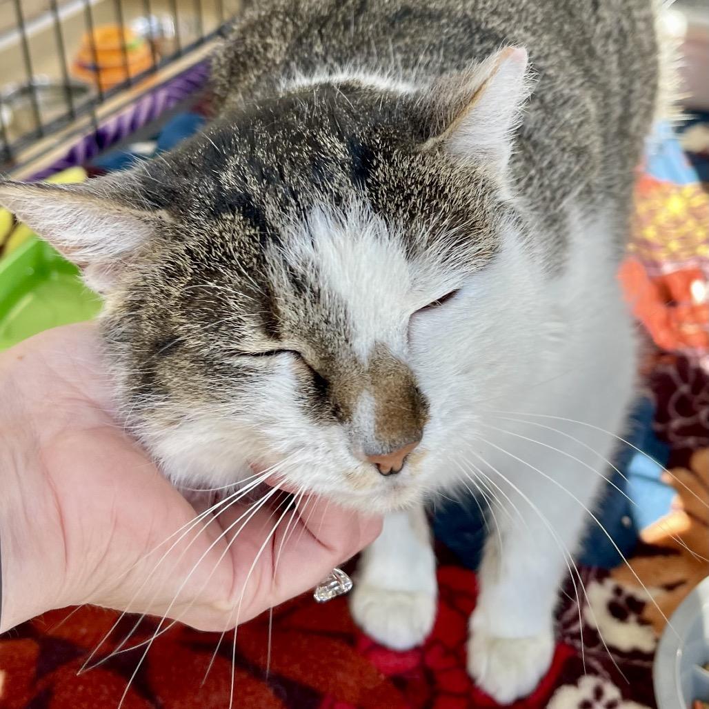 Mulan, Adoptable, Adult Female Domestic Short Hair.