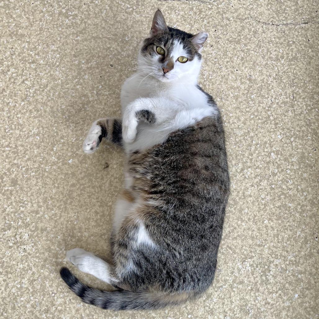 Enlarge Mulan, a Adoptable Domestic Short Hair in Deerfield, IL image 2/5