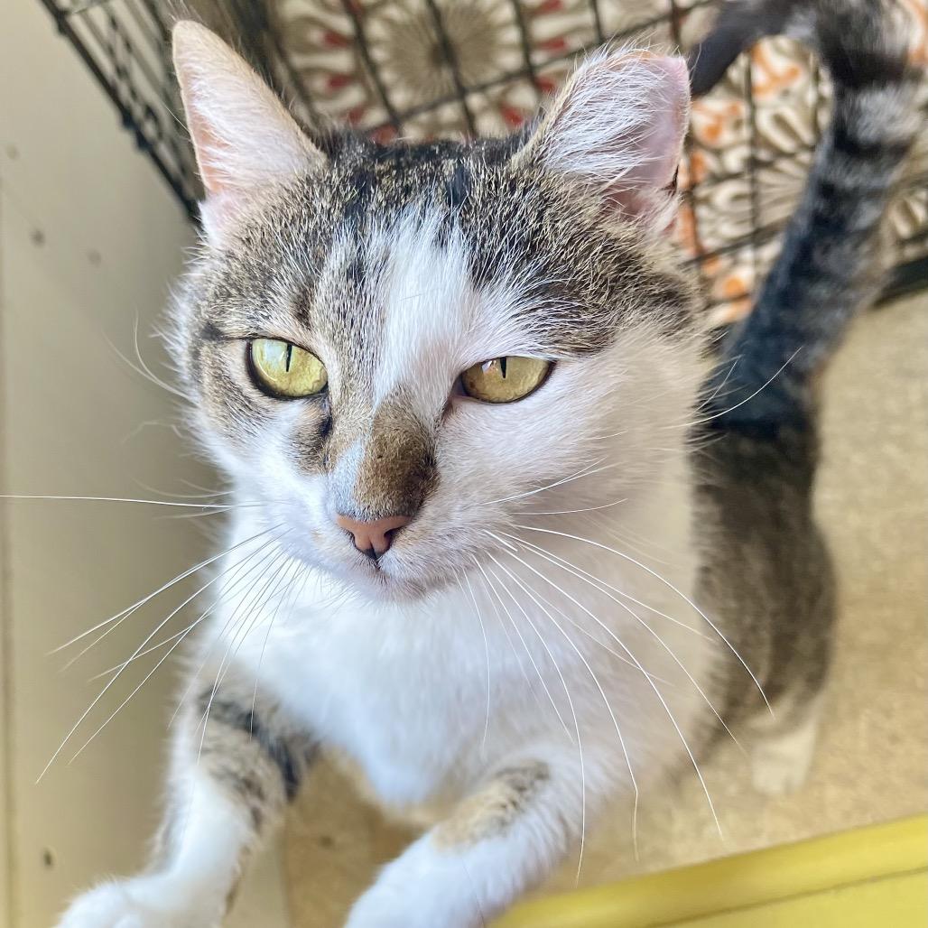 Enlarge Mulan, a Adoptable Domestic Short Hair in Deerfield, IL image 4/6