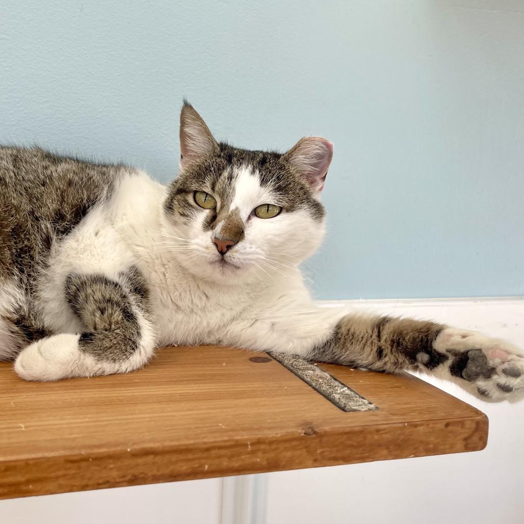 Enlarge Mulan, a Adoptable Domestic Short Hair in Deerfield, IL image 5/6