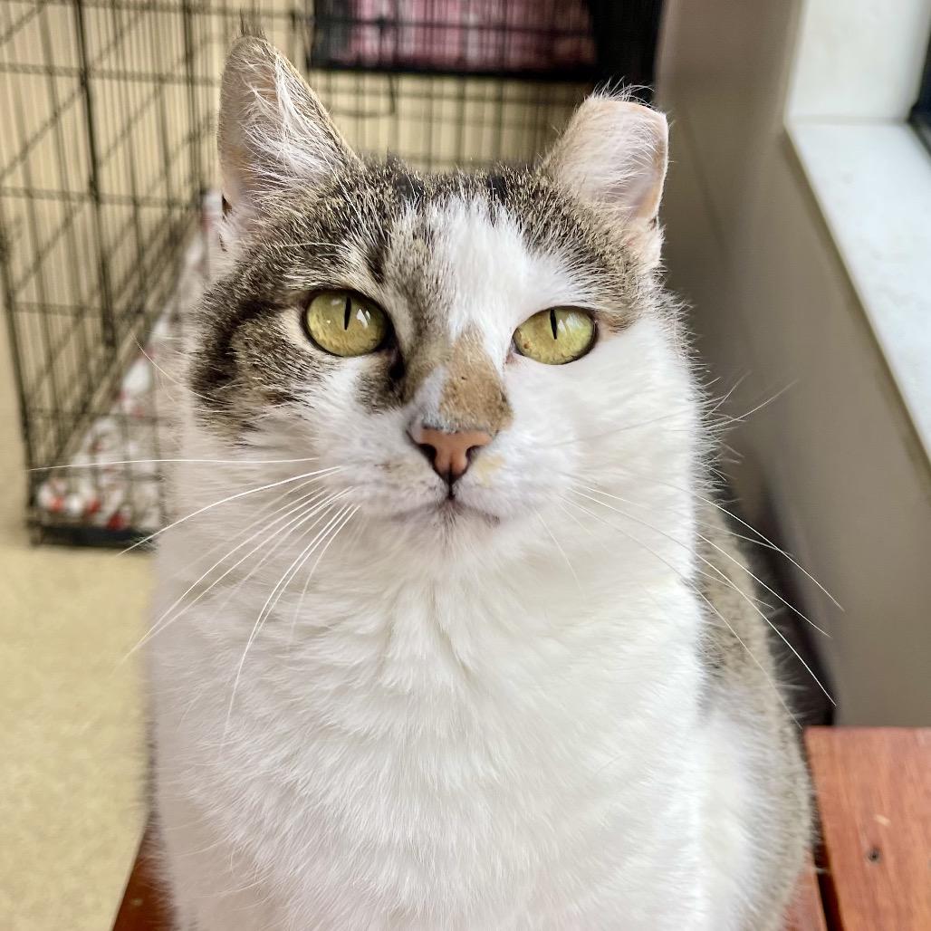 Mulan, a Adoptable Domestic Short Hair in Deerfield, IL image 2/4