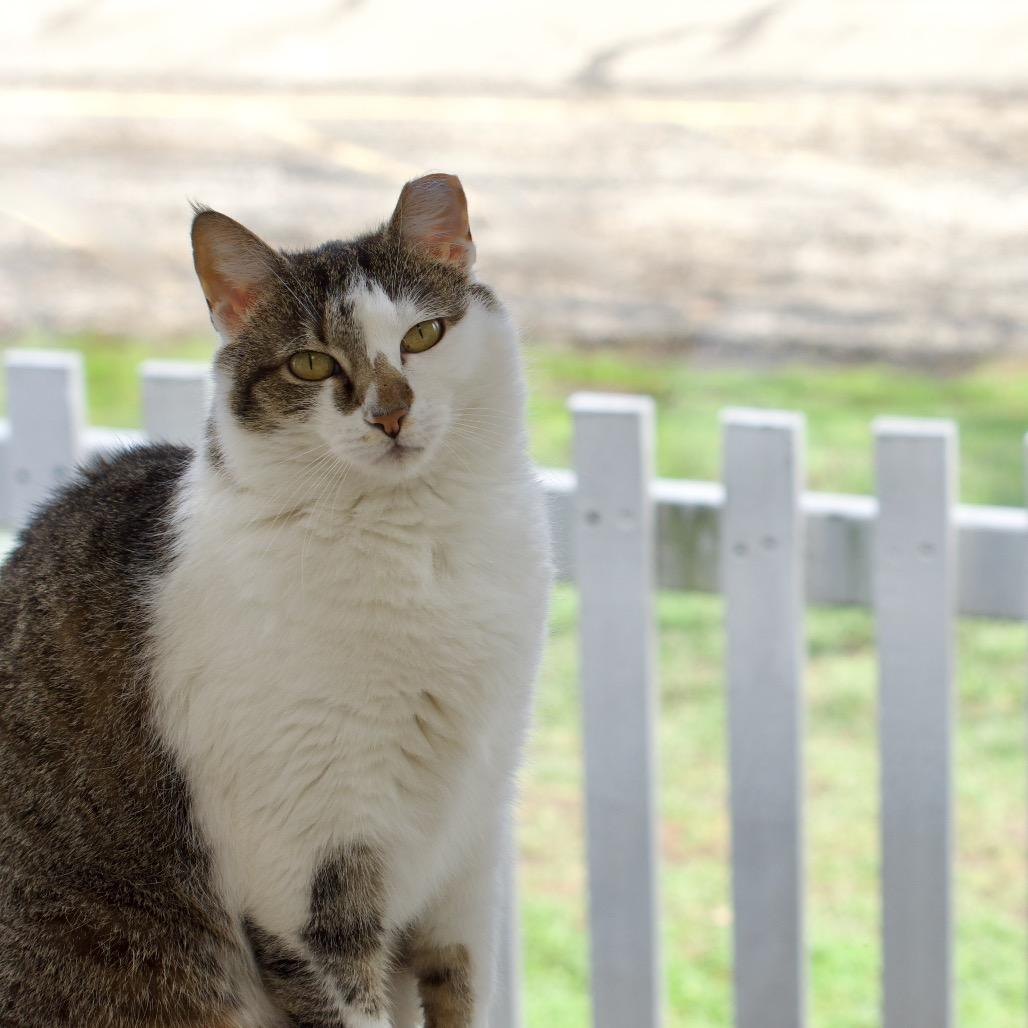 Mulan, a Adoptable Domestic Short Hair in Deerfield, IL image 4/4