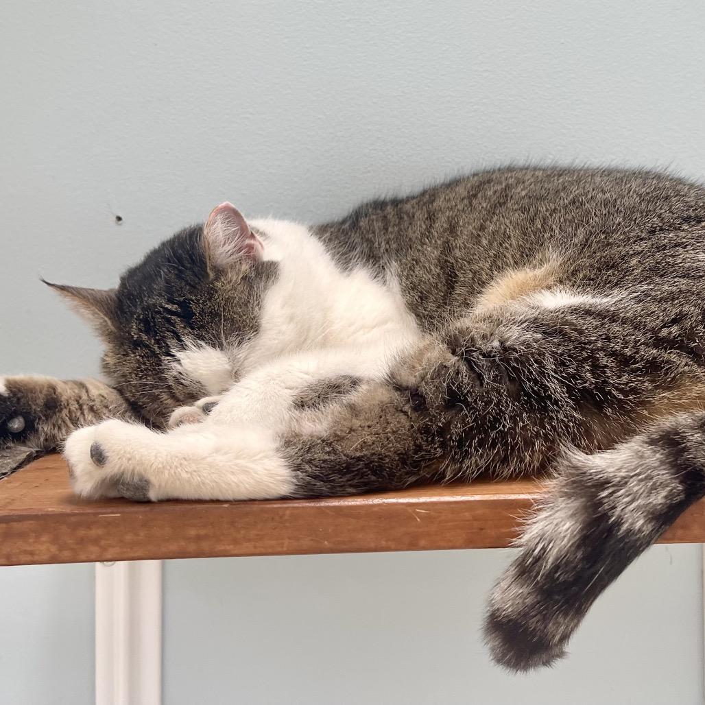 Enlarge Mulan, a Adoptable Domestic Short Hair in Deerfield, IL image 4/5