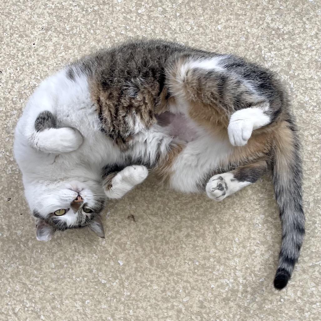 Enlarge Mulan, a Adoptable Domestic Short Hair in Deerfield, IL image 5/5